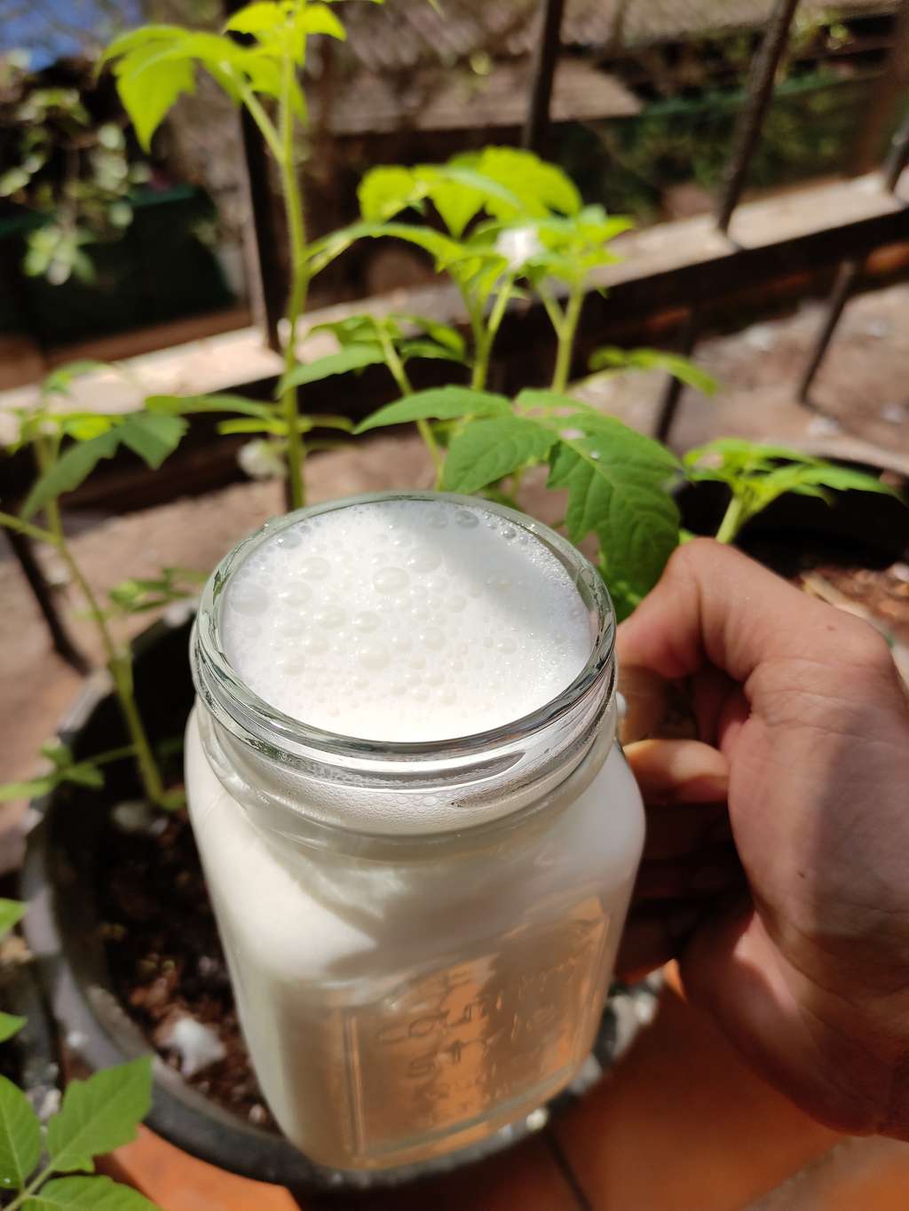 Homemade Probiotic (Lassi)