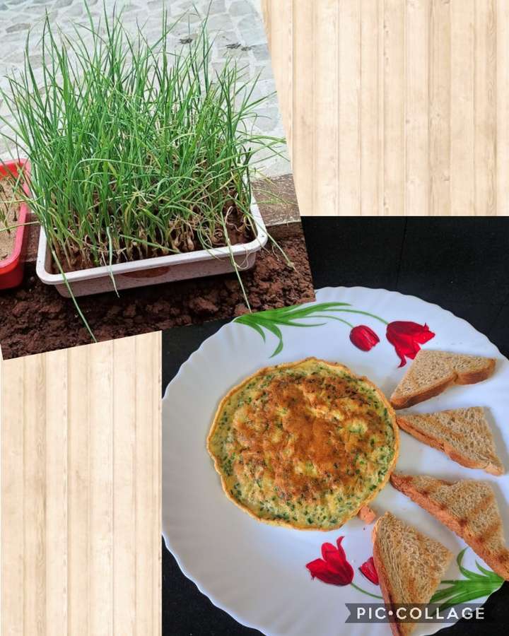 Garlic Omelette (home grown) 